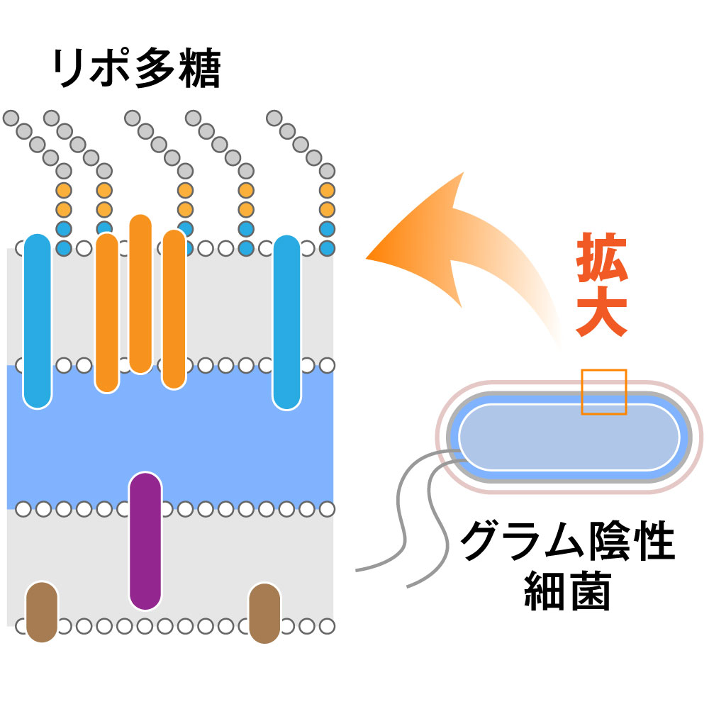 グラム陰性細菌