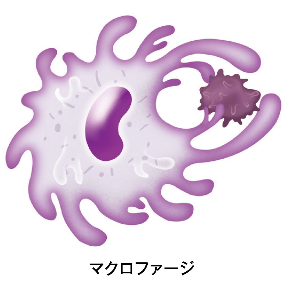 マクロファージ